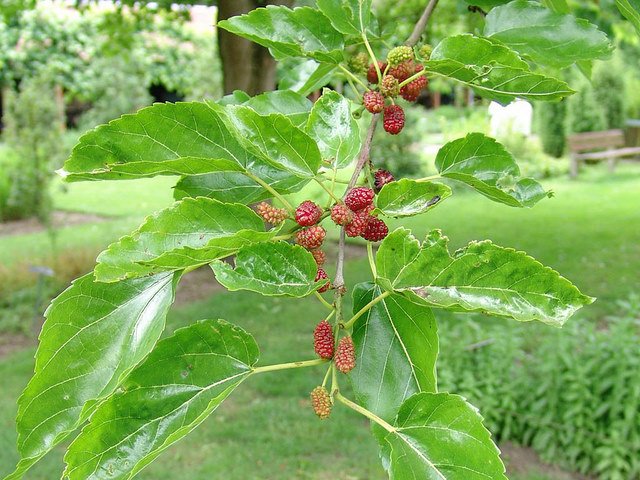 Morus alba